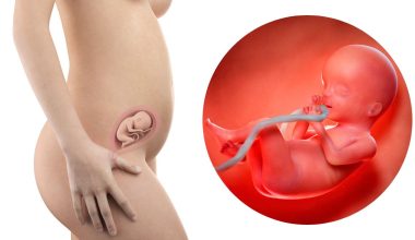 20 гестационна седмица – Бременност по седмици