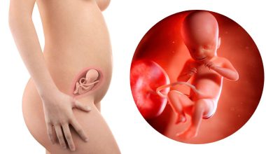 21 гестационна седмица – Бременност по седмици