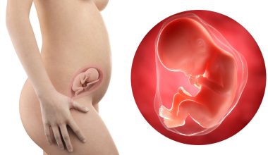 22 гестационна седмица – Бременност по седмици