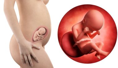 24 гестационна седмица – Бременност по седмици