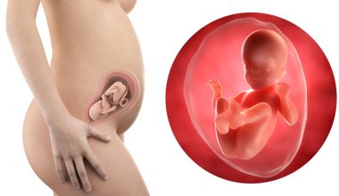 25 гестационна седмица – Бременност по седмици