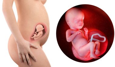 26 гестационна седмица – Бременност по седмици