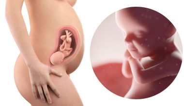 31 гестационна седмица – Бременност по седмици